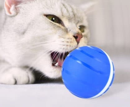 Grey and white cat with its mouth open biting a blue CatchMe Z ball