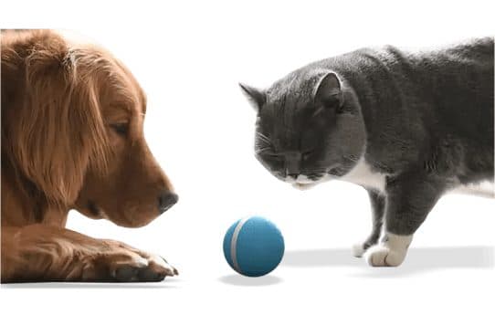 Golden retriever lying down and grey cat leaning in towards a small blue ball with a white band between them