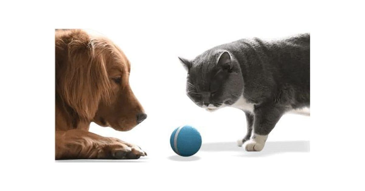 Golden retriever and grey cat both looking at a blue CatchMe Z ball with a white stripe on a white floor