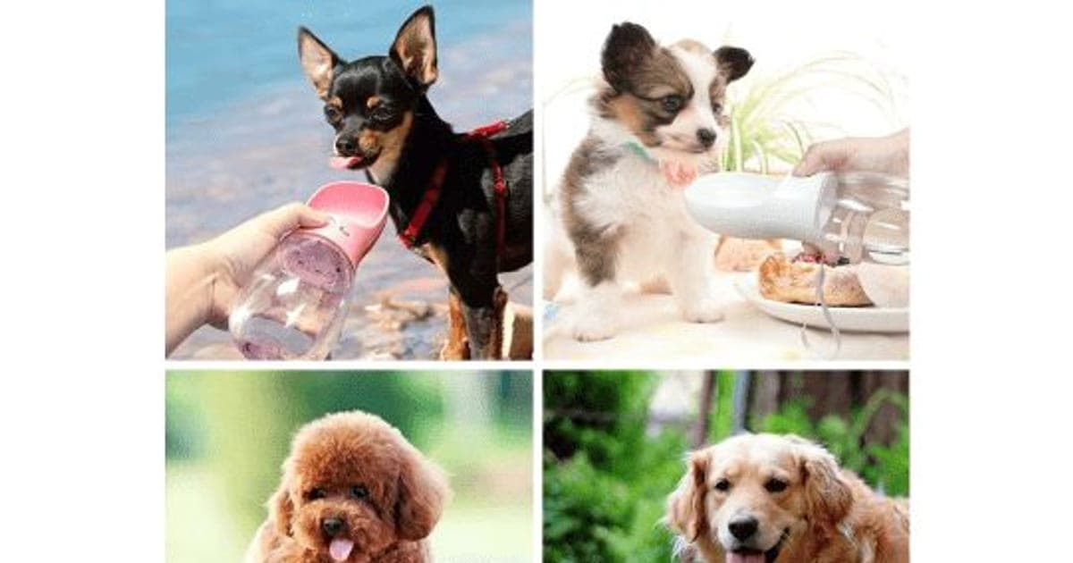 Four dogs drinking from pink, white and blue PetHydro Max flip-bowl water bottles held out by their owners