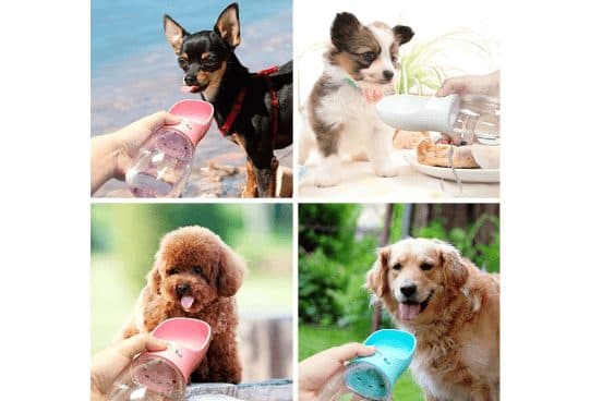 Four photos of dogs drinking from PetHydro Max bottles: a chihuahua at the beach, a puppy, a poodle and a golden retriever