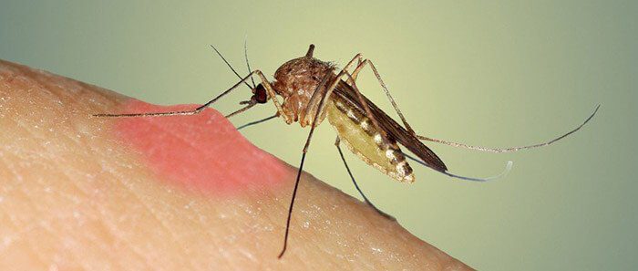 Mosquito Killer Trap