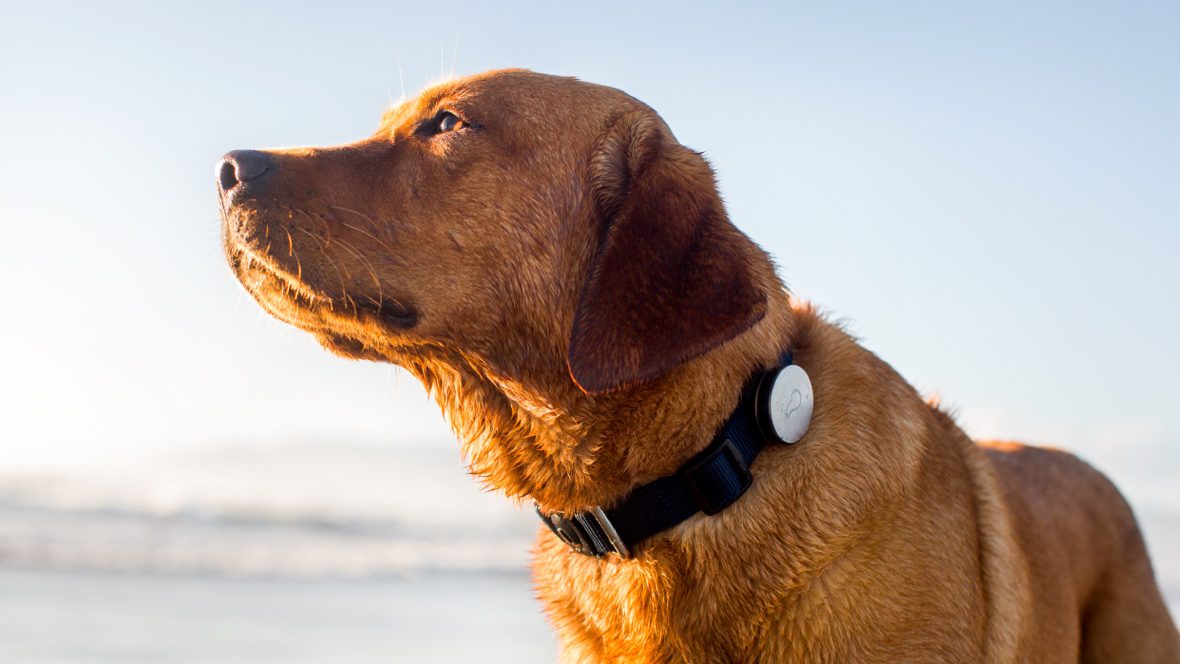 Dog Tracker Collar