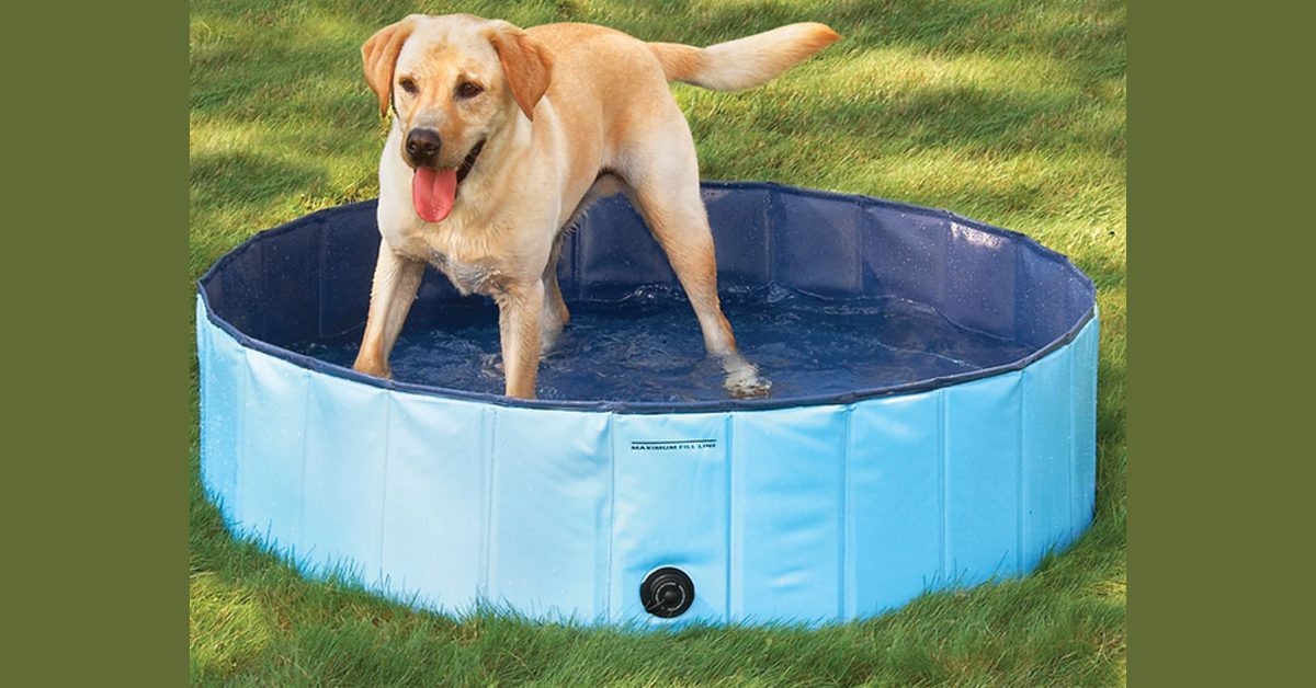 Canine Splash Pool