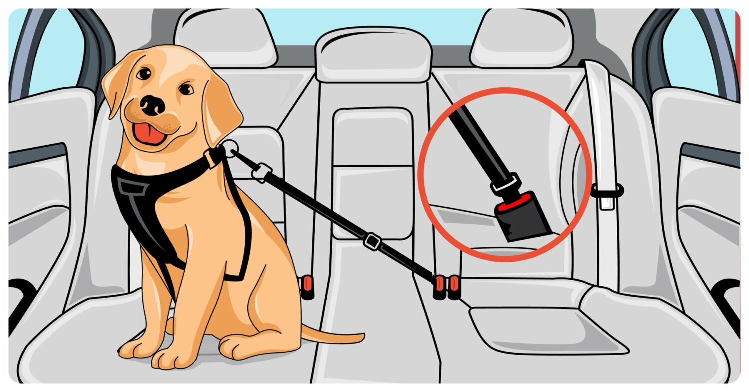 PawSafe