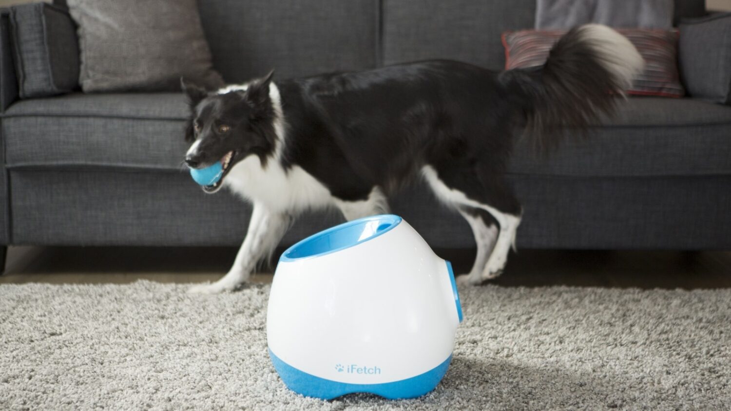 iFetch