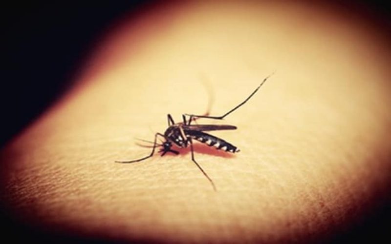 Outdoor Mosquito Killers