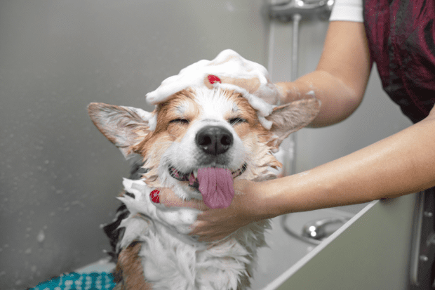 Get Your Puppy Used To Bath Time