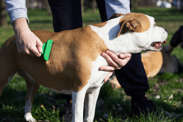 Get Your Puppy Used To Brushing