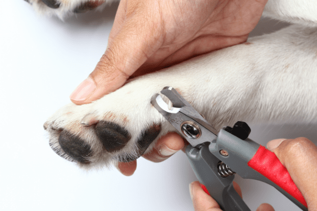 Get Your Puppy Used To Nail Grooming